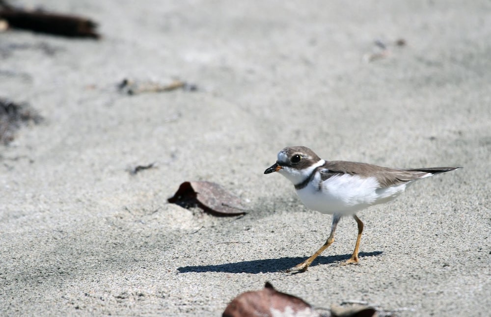 Un chorlo semipalmado, ave playera migratoria que se observa en el Parque Nacional Cahuita, en Costa Rica. Un chorlo semipalmado, ave playera migratoria que se observa en el Parque Nacional Cahuita, en Costa Rica.