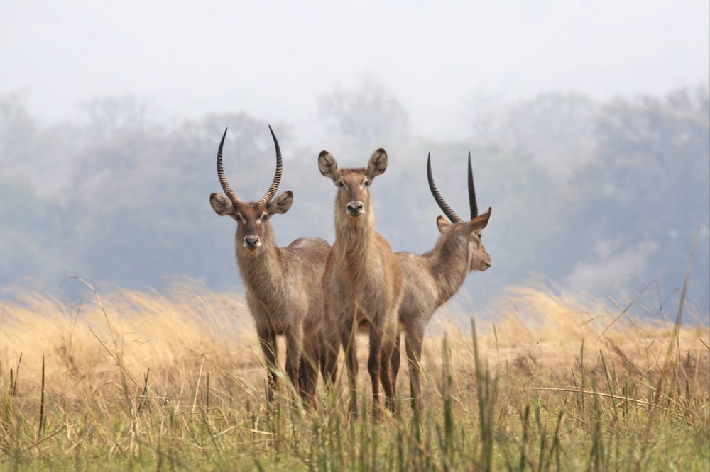 Busque múltiples opciones de aerolínea y hoteles para sus viajes tomando en cuenta las tasas de canje y opciones disponibles en sus programas de fidelidad, ya sea que desee realizar un safari o ir a la playa. Busque múltiples opciones de aerolínea y hoteles para sus viajes tomando en cuenta las tasas de canje y opciones disponibles en sus programas de fidelidad, ya sea que desee realizar un safari o ir a la playa.