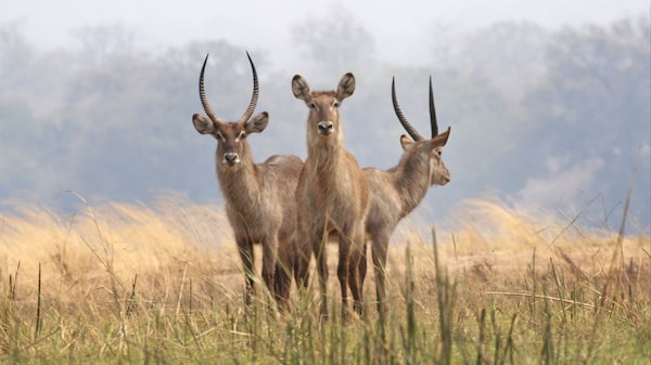 La forma incorrecta de ir de safari, según un fotógrafo de vida silvestre La forma incorrecta de ir de safari, según un fotógrafo de vida silvestre