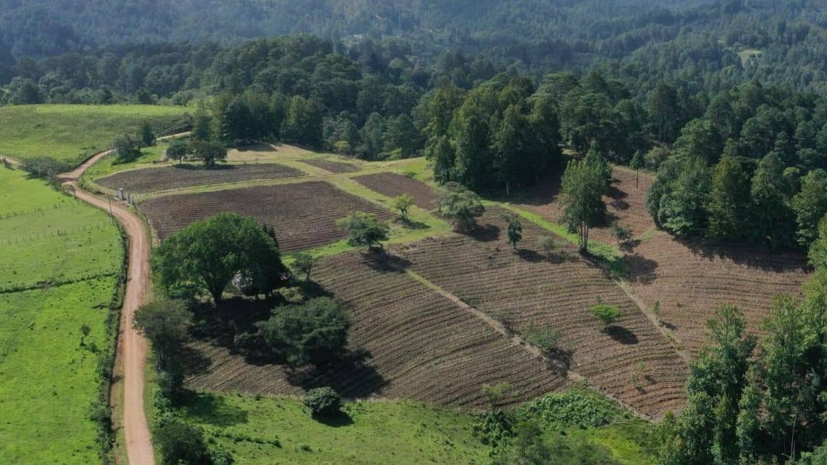 Implantação de uma fazenda de café na comunidade de Mogola, Márcala, La Paz, em Honduras.