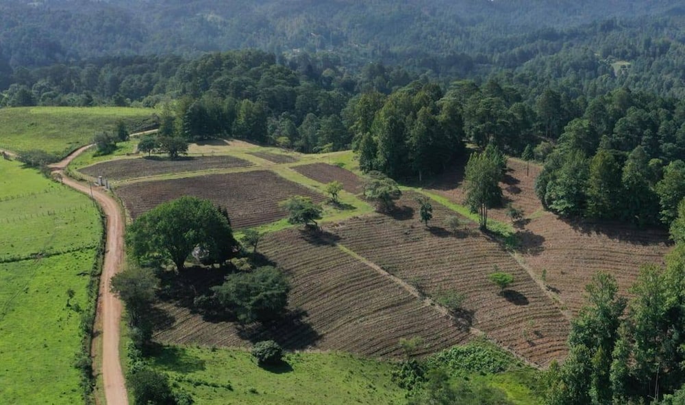 Establecimiento de finca de café en la comunidad Mogola, Márcala, La Paz, en Honduras. Establecimiento de finca de café en la comunidad Mogola, Márcala, La Paz, en Honduras.