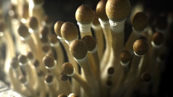 ¿Pueden los hongos alucinógenos ayudar a tratar la adicción al alcohol? ¿Pueden los hongos alucinógenos ayudar a tratar la adicción al alcohol?