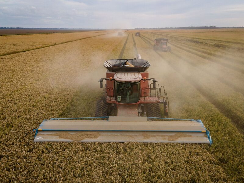 El arroz blanco tailandés se vende al nivel más bajo desde 2017, reflejando el exceso de oferta y la desaceleración de la demanda global. El arroz blanco tailandés se vende al nivel más bajo desde 2017, reflejando el exceso de oferta y la desaceleración de la demanda global.