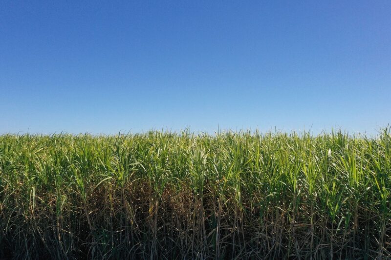 Un campo de caña de azúcar madura. Un campo de caña de azúcar madura.