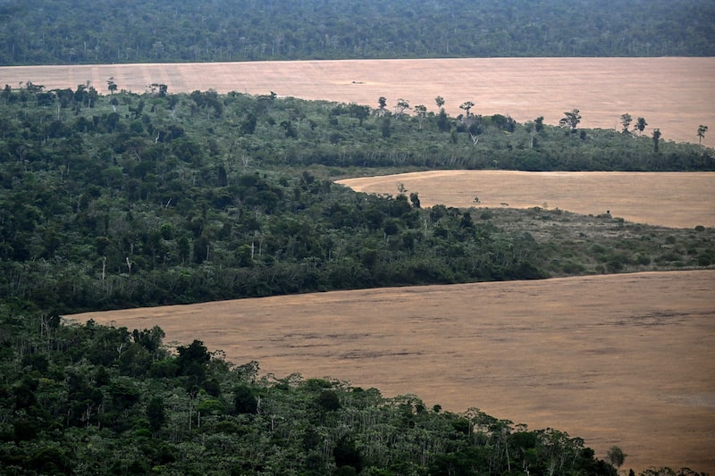 Brasil registra la tasa más baja de deforestación del Amazonas, lo que supone un triunfo para Lula. Brasil registra la tasa más baja de deforestación del Amazonas, lo que supone un triunfo para Lula.