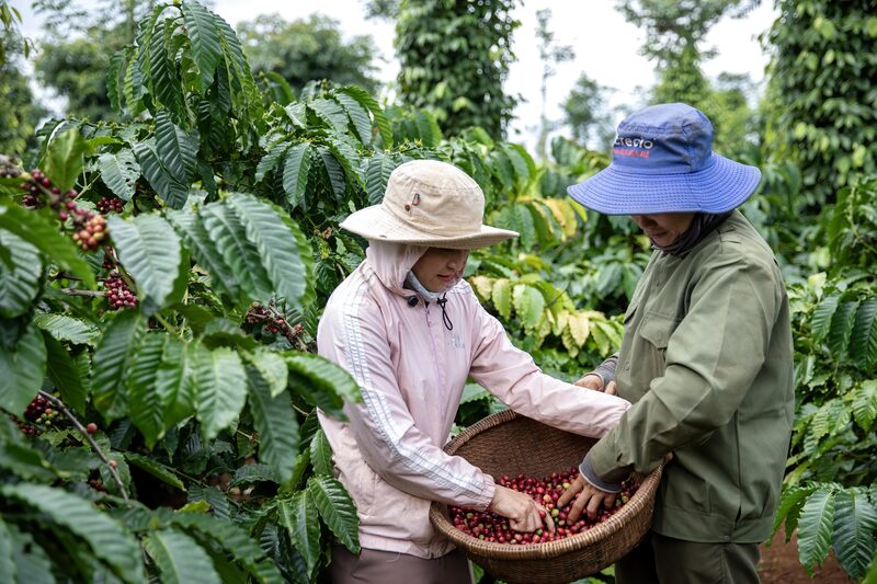 Produção de café no Vietnã Produção de café no Vietnã