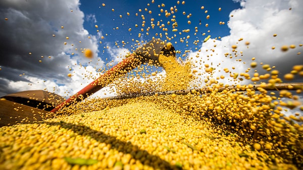 Gobierno argentino busca nuevo incentivo cambiario para captar los dólares de la soja Gobierno argentino busca nuevo incentivo cambiario para captar los dólares de la soja