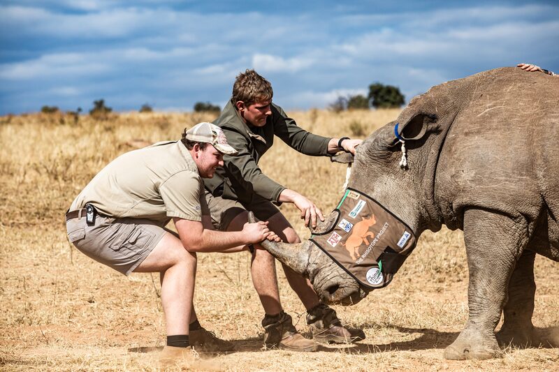 Rinoceronte Rinoceronte