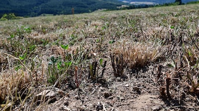 Calor extremo arrasa lavouras na França e ameaça a produção de milho da Europa Calor extremo arrasa lavouras na França e ameaça a produção de milho da Europa