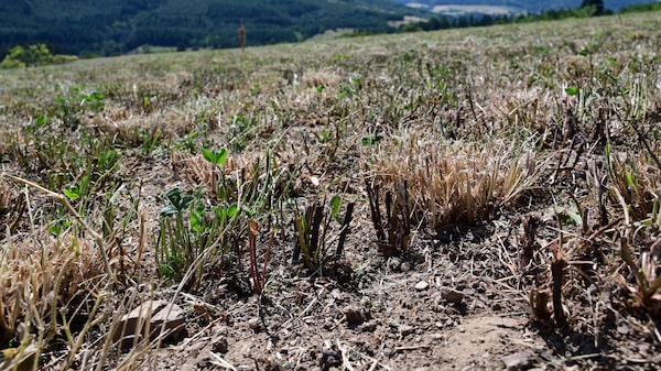 Calor extremo arrasa lavouras na França e ameaça a produção de milho da Europa Calor extremo arrasa lavouras na França e ameaça a produção de milho da Europa