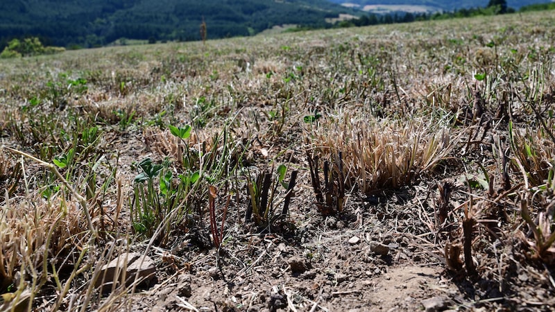 Calor extremo arrasa lavouras na França e ameaça a produção de milho da Europa Calor extremo arrasa lavouras na França e ameaça a produção de milho da Europa