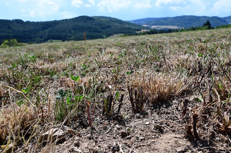 Altas temperaturas queimaram metade da produção de cenoura, 60% do lúpulo, parte dos pomares e mataram centenas de milhares de aves (Foto: Romain Doucelin/NurPhoto via Getty Images) Altas temperaturas queimaram metade da produção de cenoura, 60% do lúpulo, parte dos pomares e mataram centenas de milhares de aves (Foto: Romain Doucelin/NurPhoto via Getty Images)