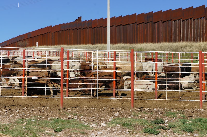 Ganado en México Ganado en México
