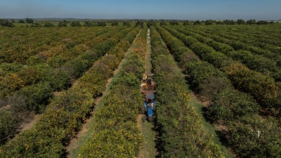 El Niño emergerá en agosto con aumento del calor y riesgos para las cosechas El Niño emergerá en agosto con aumento del calor y riesgos para las cosechas