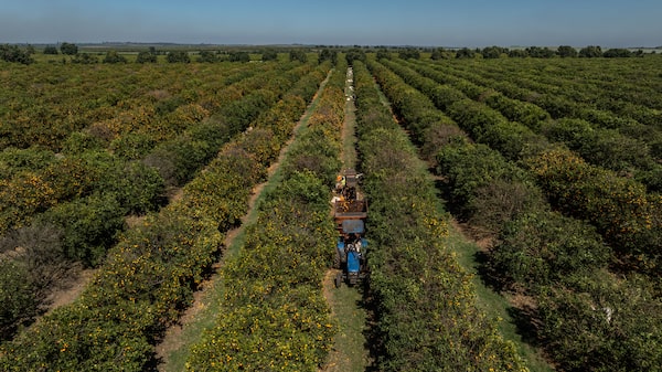 El Niño emergerá en agosto con aumento del calor y riesgos para las cosechas El Niño emergerá en agosto con aumento del calor y riesgos para las cosechas