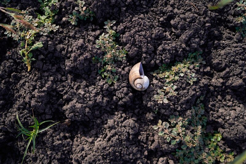 Una concha de caracol en un lecho seco en la represa Canelon Grande durante una sequía en Canelones, Uruguay, el viernes 12 de mayo de 2023. Fotógrafa: Ana Ferreira/Bloomberg Una concha de caracol en un lecho seco en la represa Canelon Grande durante una sequía en Canelones, Uruguay, el viernes 12 de mayo de 2023. Fotógrafa: Ana Ferreira/Bloomberg