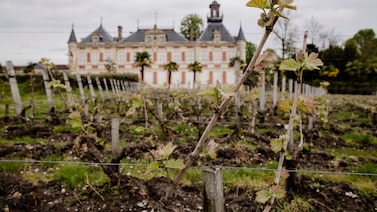 Vinhedos de Bordeaux escapam de incêndio florestal na França, mas safra pode ser menor Vinhedos de Bordeaux escapam de incêndio florestal na França, mas safra pode ser menor