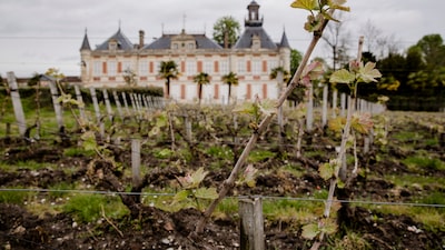 Vinhedos de Bordeaux escapam de incêndio florestal na França, mas safra pode ser menor Vinhedos de Bordeaux escapam de incêndio florestal na França, mas safra pode ser menor