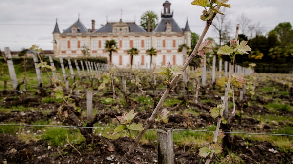 Vinhedos de Bordeaux escapam de incêndio florestal na França, mas safra pode ser menor Vinhedos de Bordeaux escapam de incêndio florestal na França, mas safra pode ser menor