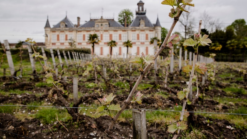 Vinhedos de Bordeaux escapam de incêndio florestal na França, mas safra pode ser menor Vinhedos de Bordeaux escapam de incêndio florestal na França, mas safra pode ser menor