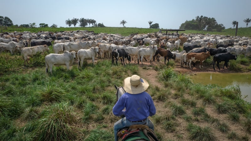 Agro brasileiro busca defender ‘imagem verde’ na COP30 ante pressão de UE e EUA Agro brasileiro busca defender ‘imagem verde’ na COP30 ante pressão de UE e EUA