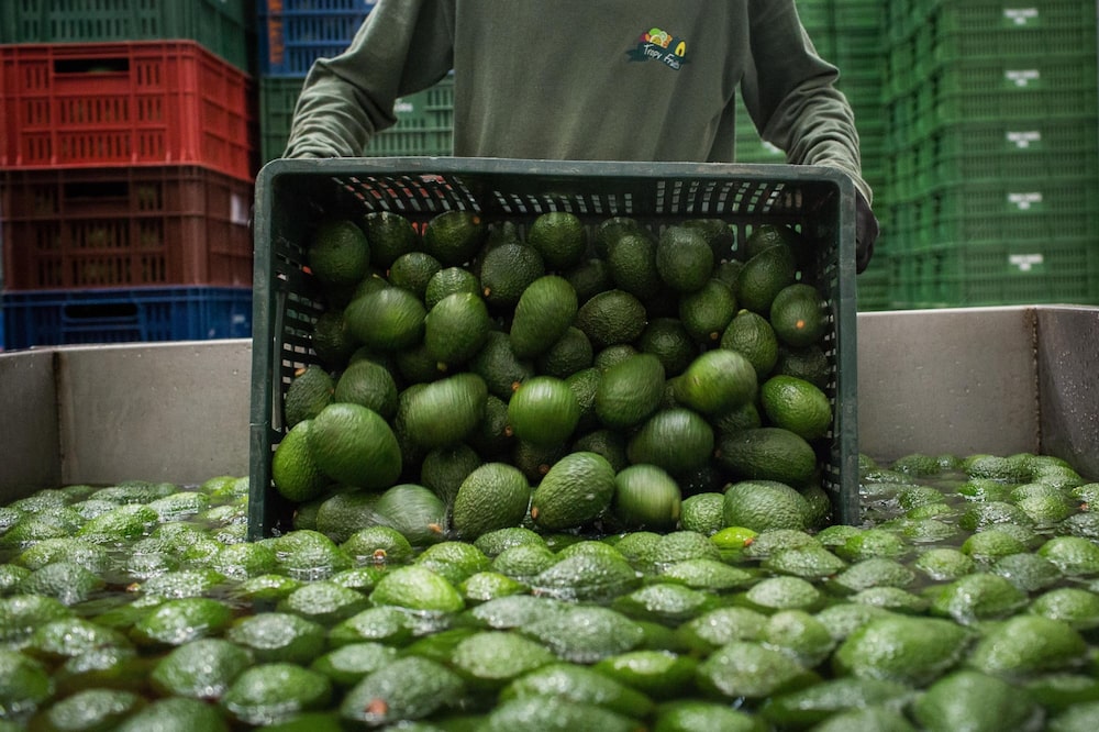 Un trabajador descarga una caja de aguacates Hass Un trabajador descarga una caja de aguacates Hass