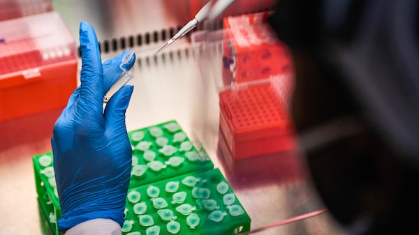 Virus Nipah: síntomas, contagio y países donde ya está el brote además de India Virus Nipah: síntomas, contagio y países donde ya está el brote además de India