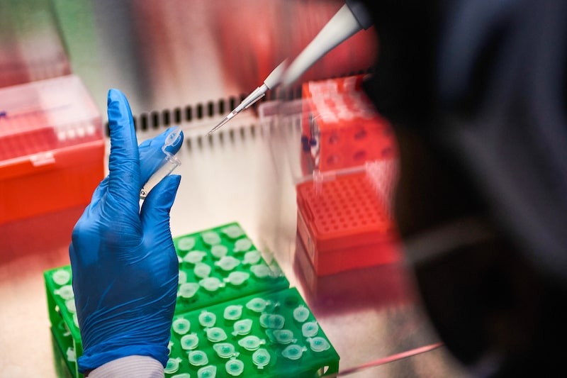 Los virus relacionados con el Nipah y el Hendra se originaron en murciélagos frugívoros capturados cerca de huertos frutales en las proximidades de aldeas de la provincia china de Yunnan. Los virus relacionados con el Nipah y el Hendra se originaron en murciélagos frugívoros capturados cerca de huertos frutales en las proximidades de aldeas de la provincia china de Yunnan.