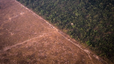 Jefferies alerta para regra da UE sobre desmatamento e risco a produtos do agro Jefferies alerta para regra da UE sobre desmatamento e risco a produtos do agro