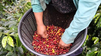 Remezón en la Fedecafé: sale gerente de Almacafé y otros directivos clave Remezón en la Fedecafé: sale gerente de Almacafé y otros directivos clave