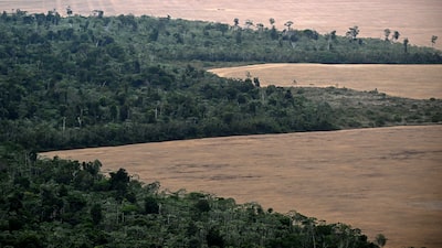 Sob Lula, Brasil registra menor taxa de desmatamento da Amazônia da história Sob Lula, Brasil registra menor taxa de desmatamento da Amazônia da história