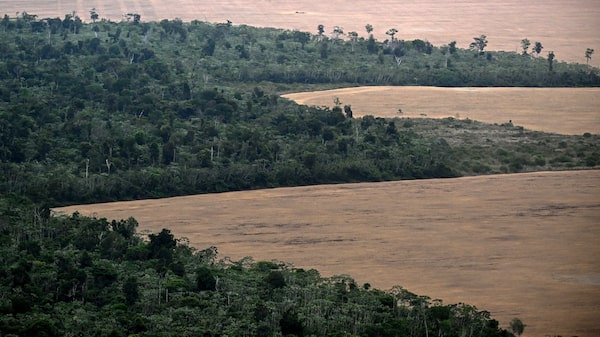 Sob Lula, Brasil registra menor taxa de desmatamento da Amazônia da história Sob Lula, Brasil registra menor taxa de desmatamento da Amazônia da história