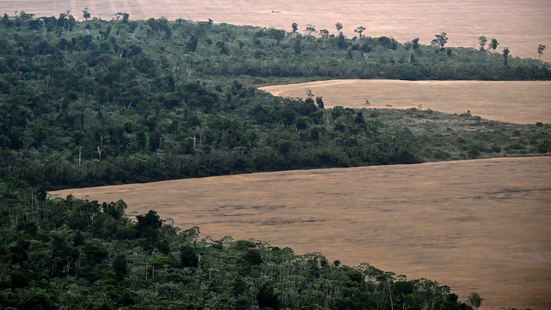 Sob Lula, Brasil registra menor taxa de desmatamento da Amazônia da história Sob Lula, Brasil registra menor taxa de desmatamento da Amazônia da história
