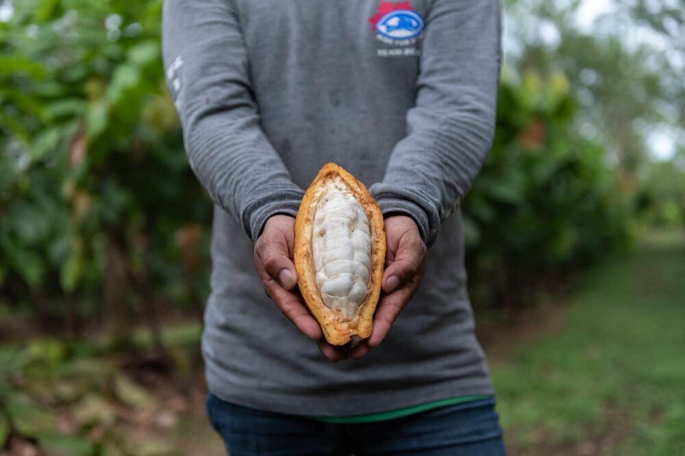 El cacao en Nueva York se cotizaba al cierre de la semana en US$5.490 la tonelada El cacao en Nueva York se cotizaba al cierre de la semana en US$5.490 la tonelada