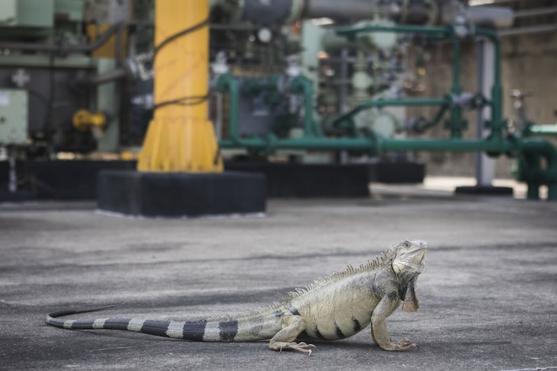 An iguana at the Ecopetrol Barrancabermeja refinery in Barrancabermeja, Colombia. Even before Gustavo Petro was elected, Ecopetrol had committed to reducing net carbon emissions to zero by 2050. An iguana at the Ecopetrol Barrancabermeja refinery in Barrancabermeja, Colombia. Even before Gustavo Petro was elected, Ecopetrol had committed to reducing net carbon emissions to zero by 2050.
