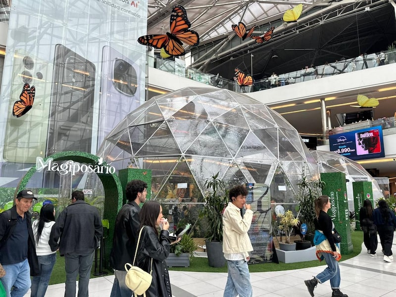 La venta de mariposas vivas: un negocio de Colombia que también cobra fuerza afuera La venta de mariposas vivas: un negocio de Colombia que también cobra fuerza afuera