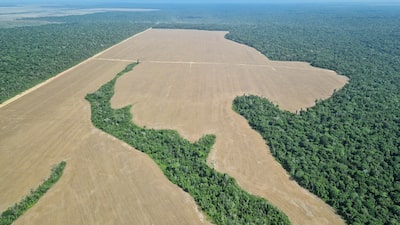 Deforestación en la Amazonía brasileña cae 37% y apunta a su nivel más bajo desde 1988 Deforestación en la Amazonía brasileña cae 37% y apunta a su nivel más bajo desde 1988