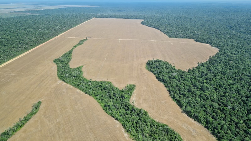 Una zona de la selva amazónica que ha sido talada para el cultivo de soya cerca de Belém, Brasil, en noviembre de 2025. Foto: Larissa Schwedes/picture alliance/Getty Images Una zona de la selva amazónica que ha sido talada para el cultivo de soya cerca de Belém, Brasil, en noviembre de 2025. Foto: Larissa Schwedes/picture alliance/Getty Images