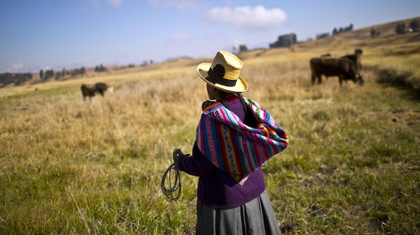 Producción agropecuaria de Perú sufre su mayor caída desde 1992: ¿a qué se debe? Producción agropecuaria de Perú sufre su mayor caída desde 1992: ¿a qué se debe?