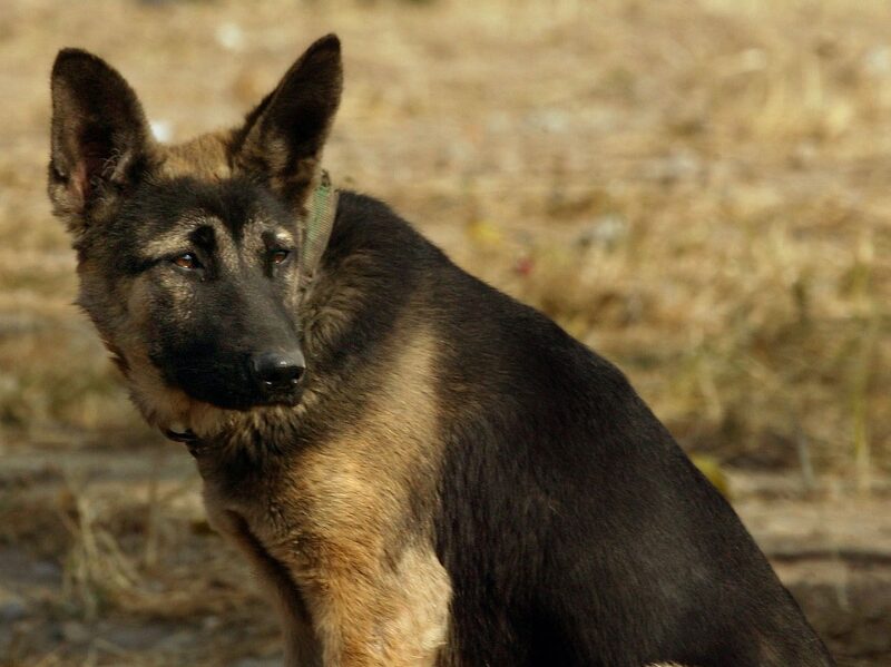 El perro es el responsable del 99% de los casos de rabia a nivel mundial, de acuerdo con la alerta de la Secretaría de Salud El perro es el responsable del 99% de los casos de rabia a nivel mundial, de acuerdo con la alerta de la Secretaría de Salud