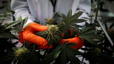 Cannabis en Uruguay: secretario de Drogas promueve variante no psicoactiva para fumadores Cannabis en Uruguay: secretario de Drogas promueve variante no psicoactiva para fumadores