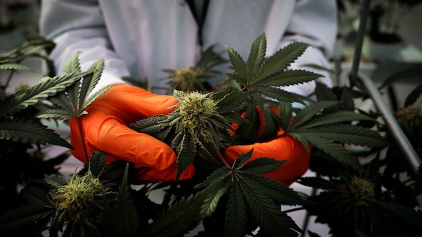 Las existencias de marihuana se agotan a medida que languidecen los esfuerzos de legalización de EE. UU. Las existencias de marihuana se agotan a medida que languidecen los esfuerzos de legalización de EE. UU.