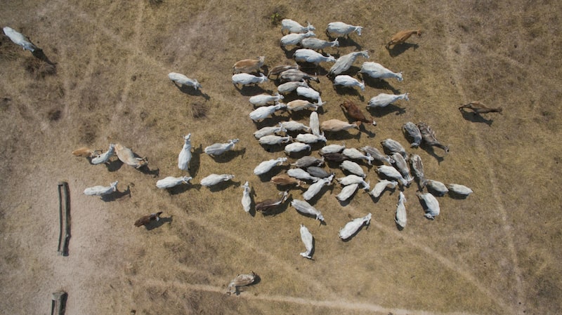 Beef production with its belching cattle is notorious for its voluminous emissions. Beef production with its belching cattle is notorious for its voluminous emissions.