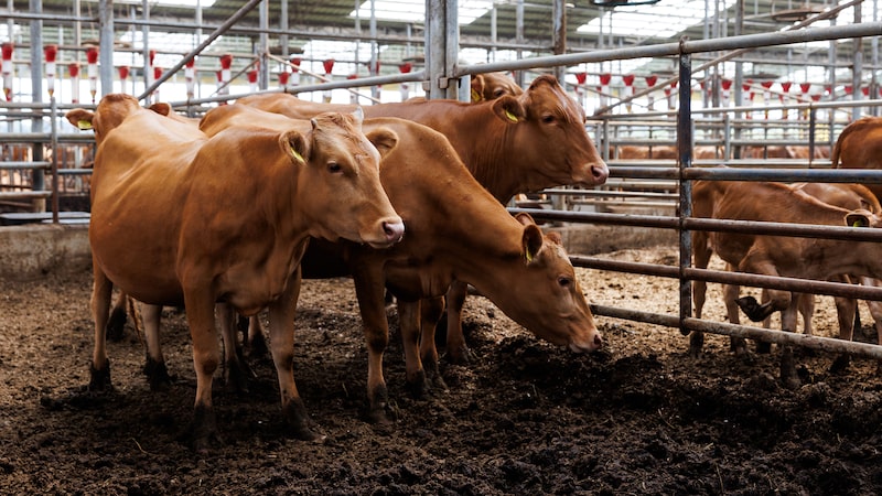 Importação de carne argentina instala crise entre Trump e pecuaristas nos EUA Importação de carne argentina instala crise entre Trump e pecuaristas nos EUA
