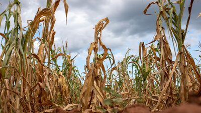 Maior seca em quatro décadas no sul da África corta produção de milho em 72% Maior seca em quatro décadas no sul da África corta produção de milho em 72%