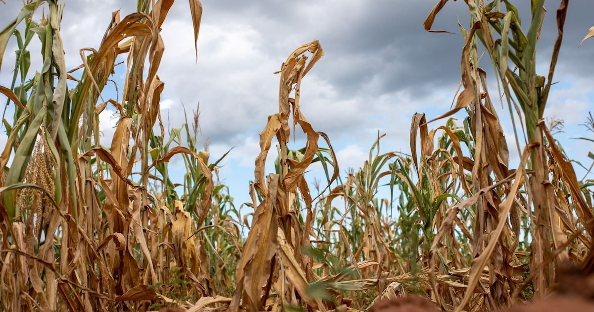 El Niño y el riesgo climático en mercados latinoamericanos