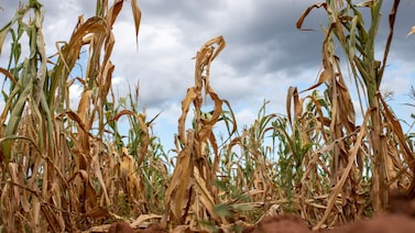 El Niño ya viene y amenaza con sacudir la inflación, las bolsas y las materias primas El Niño ya viene y amenaza con sacudir la inflación, las bolsas y las materias primas