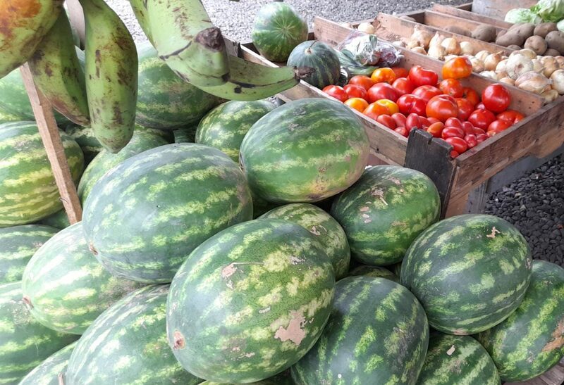 Sandía, fruta panameña que se exporta a EEUU Sandía, fruta panameña que se exporta a EEUU