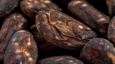 Crise de abastecimento de cacau se transforma em oportunidade para o oeste da Bahia Crise de abastecimento de cacau se transforma em oportunidade para o oeste da Bahia