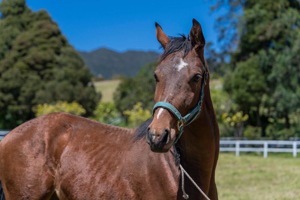 Salto ecuestre. Salto ecuestre.